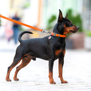 Повідець водостійкий WAUDOG Waterproof Collar, 183 см, помаранчевий