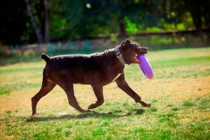 Іграшка для собак Collar Тренувальний снаряд «Puller Maxi» (Пуллер) d=30 см, 1 шт. (спінений полімер)