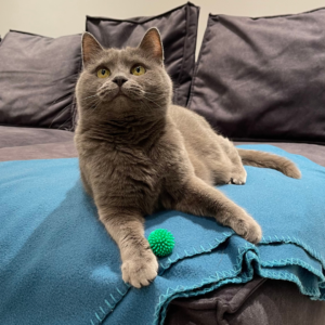 Іграшка для котів Trixie М'яч голчастий d=3 см (вініл, кольори в асортименті)