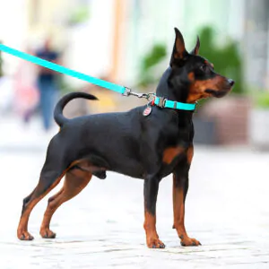 Повідець водостійкий Collar WAUDOG Waterproof, Cвітиться в темряві, 305 см, ментол