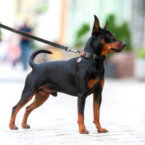 Повідець водостійкий WAUDOG Waterproof Collar, 305 см, чорний