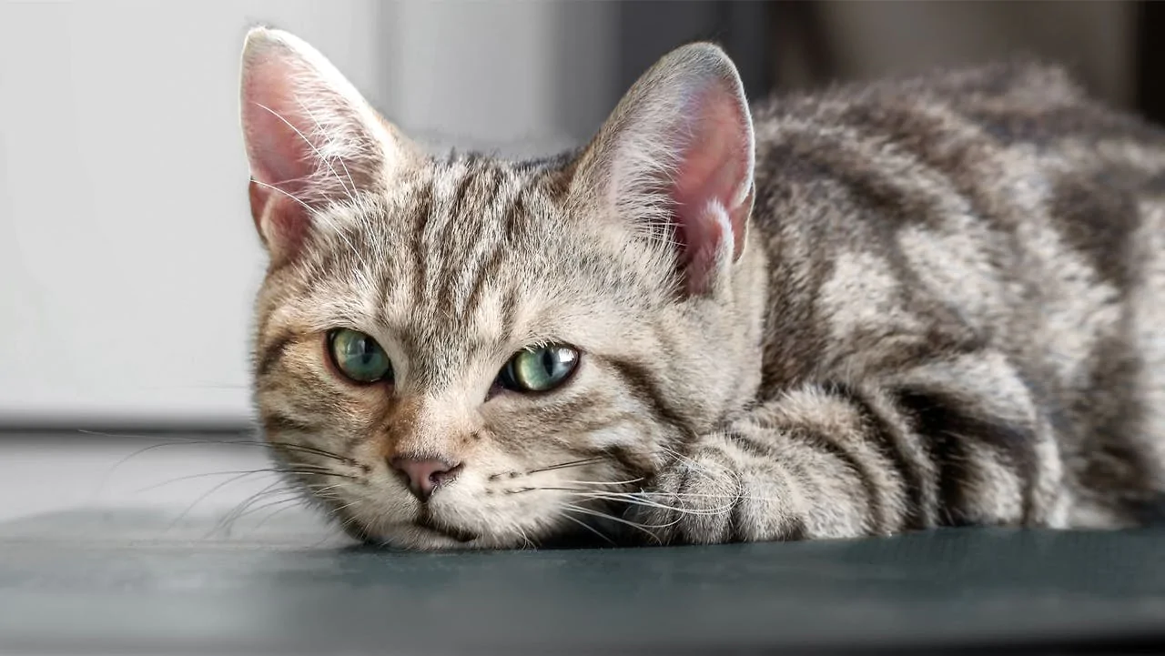 Стрес у кота.  Як розпізнати?