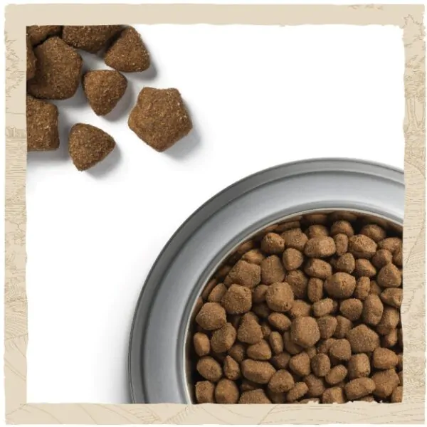Сухий корм для собак Dog Chow Adult з ягням