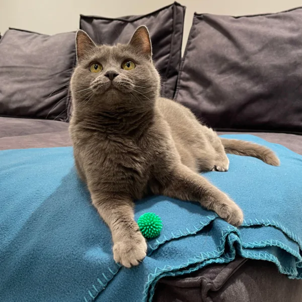 Іграшка для котів Trixie М'яч голчастий d=3 см (вініл, кольори в асортименті)