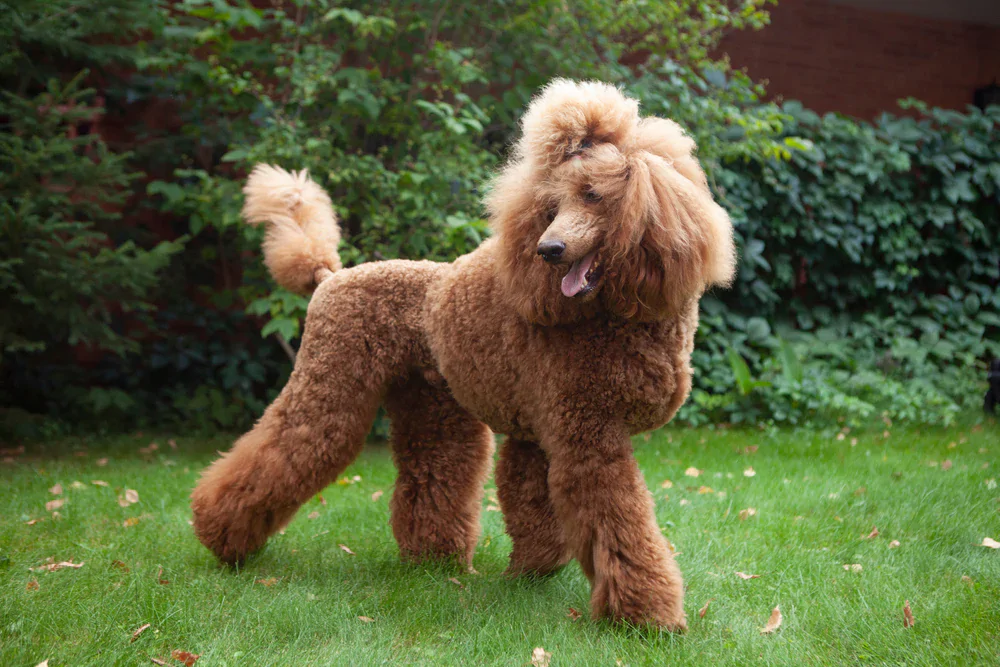 Standard Poodle, пудель